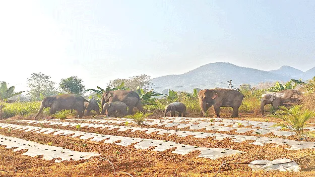  మన్యంపై కరుణ చూపిస్తారా?