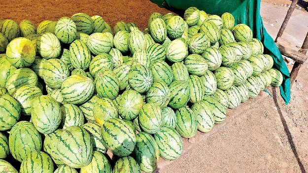 పుచ్చకాయలు వచ్చేశాయ్‌!