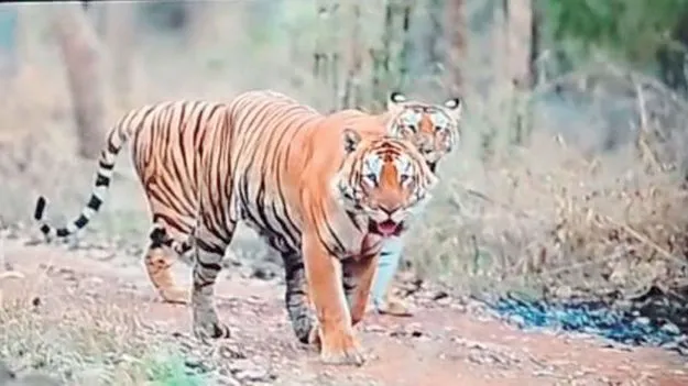 అదిగో పులులు