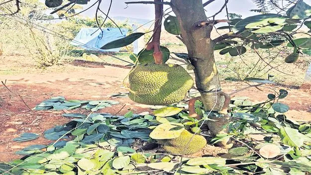 అన్‌సీజన్‌లో పనస పండ్లు