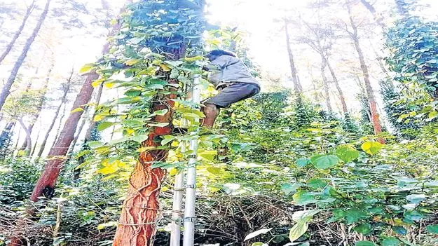 మిరియాల రైతు ఖుషీ