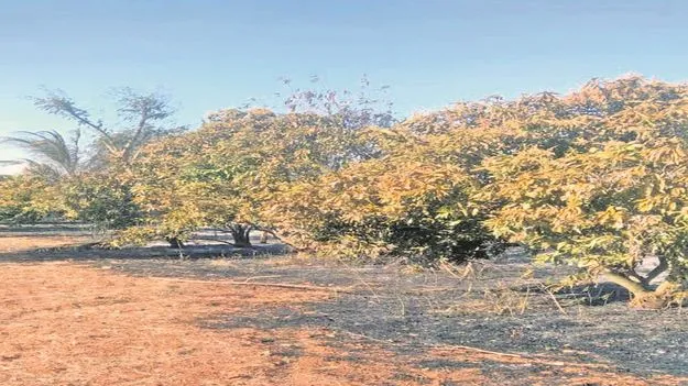 fire  ఆకతాయిల నిప్పు