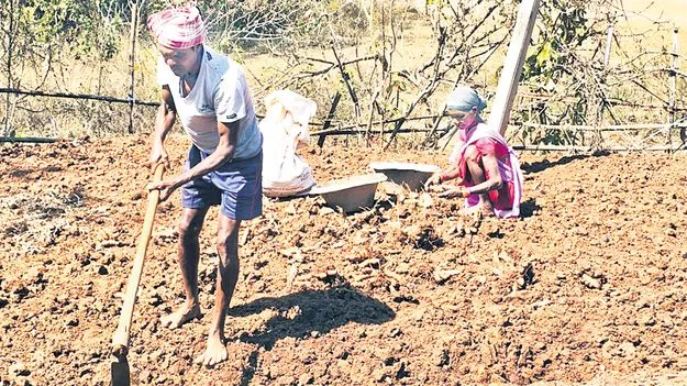 ముమ్మరంగా పసుపు సేకరణ 