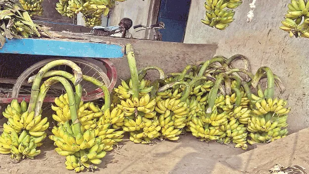 అరటి ధరలు ఆకాశాన్నంటాయి