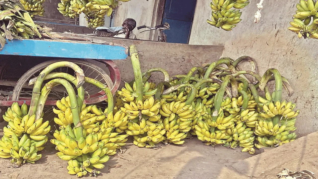 అరటి ధరలు ఆకాశాన్నంటాయి