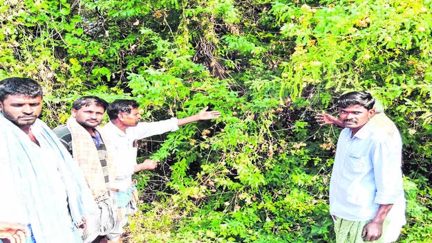 WIRES: ప్రమాదకరంగా విద్యుతతీగలు