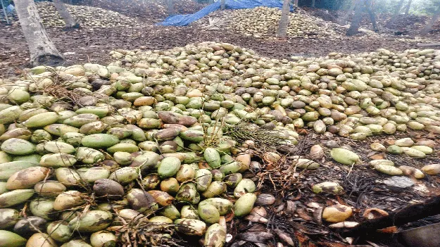 కొబ్బరికి దెబ్బ