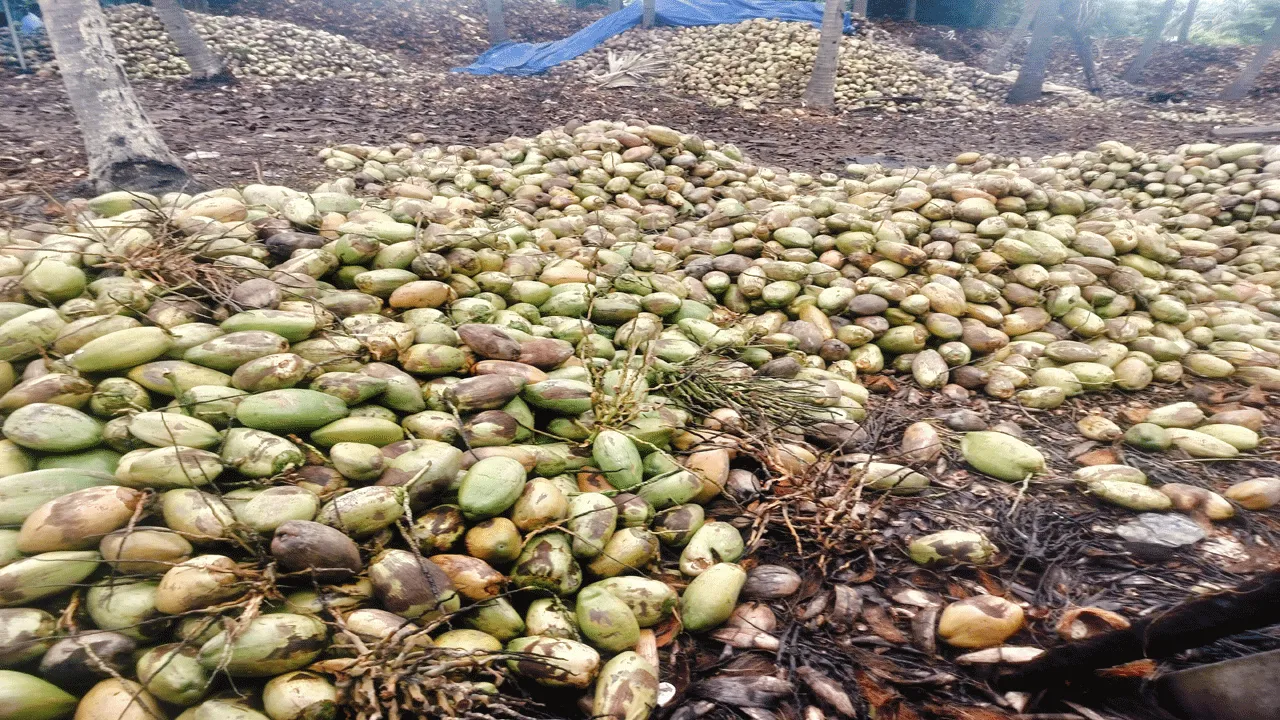 కొబ్బరికి దెబ్బ