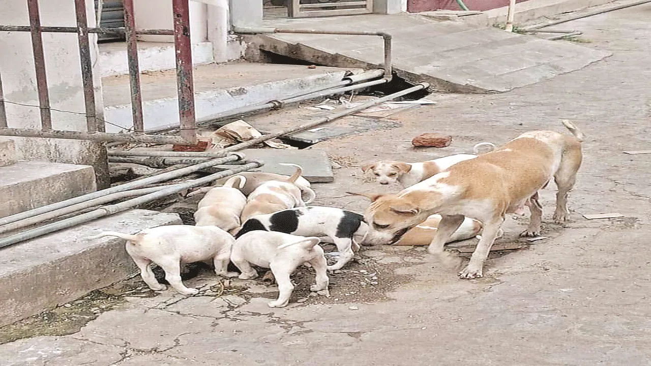 వీటికి అడ్డేలేదు..!
