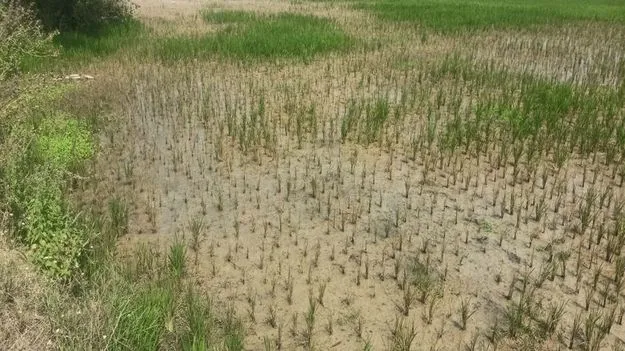 Karimnagar: తెగుళ్లబారిన వరి పంట