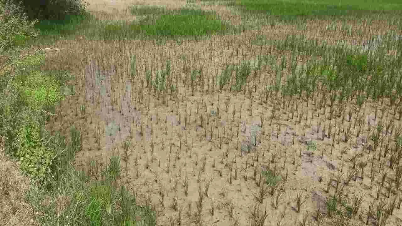 Karimnagar: తెగుళ్లబారిన వరి పంట