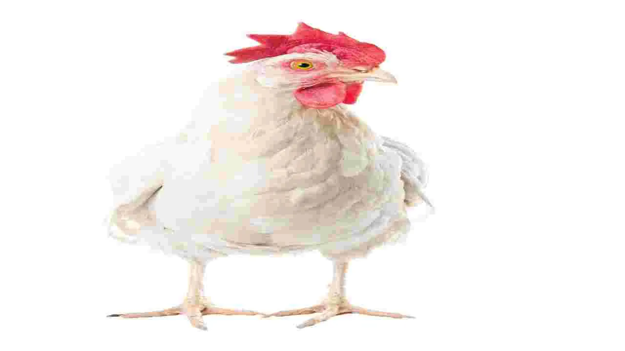 Peddapalli:  కొండెక్కిన కోడి ధర