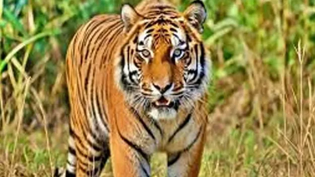 అటవీ శాఖ అభివృద్ధికి జైకా రుణం