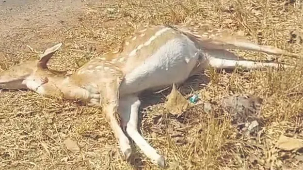 కారుపై దూకిన చుక్కల దుప్పి