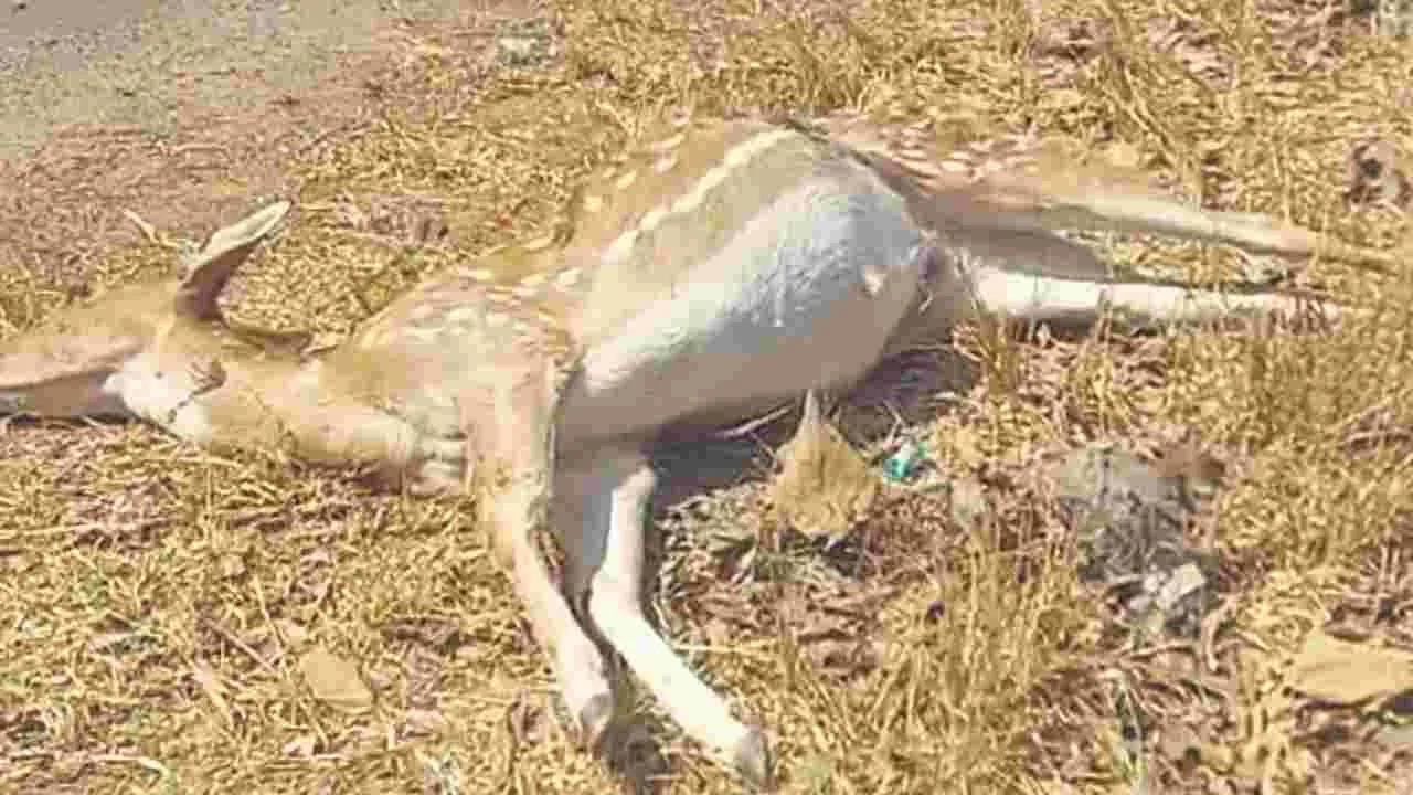 కారుపై దూకిన చుక్కల దుప్పి