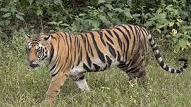 సిద్దిపేట నుంచి ఉత్తర దిశగా పులి కదలికలు