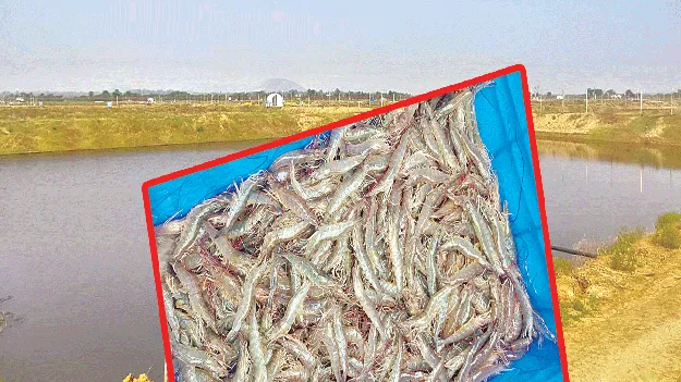 ఆక్వాకు మరో షాక్‌!