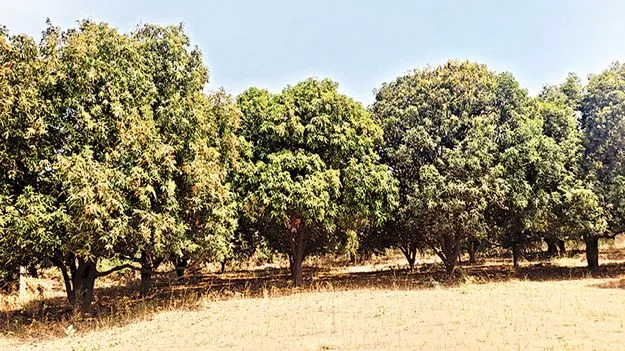 మామిడీలా