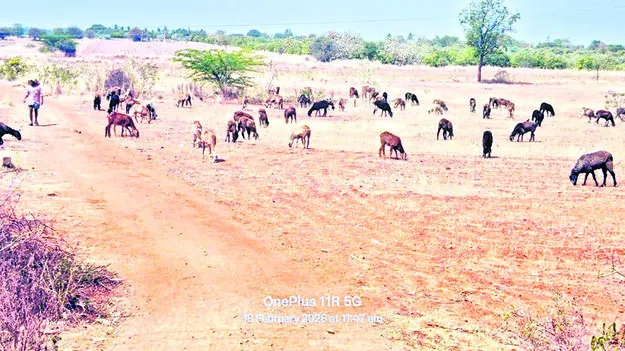 SHEEP: మూగజీవాలకు మేత కరువు