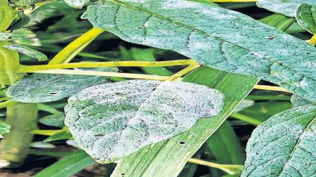 నువ్వు పంటకు తెగుళ్లు