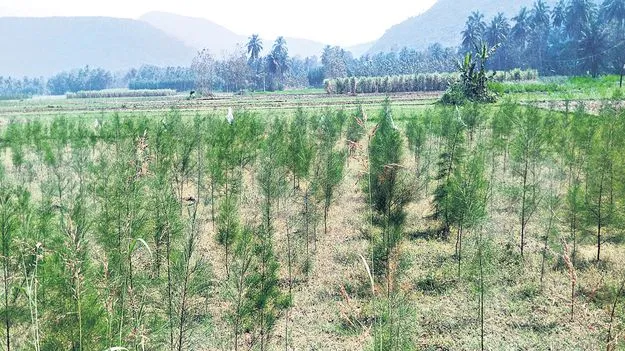 చెరకు సాగుకు తిలోదకాలు