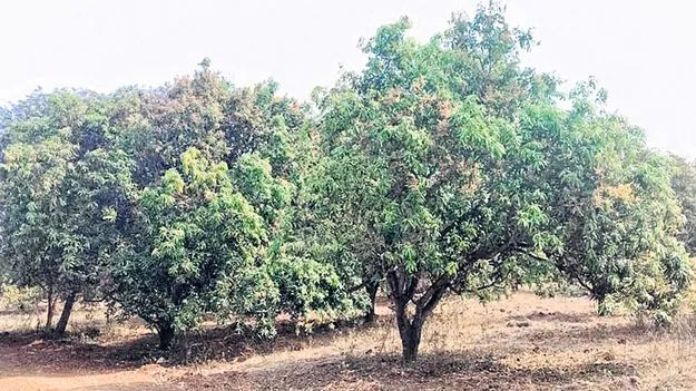 రెవెన్యూ భూ మాయ