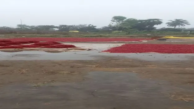 అకాల నష్టం