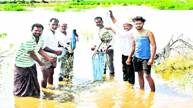 FISH:  చెరువులోకి చేపపిల్లల విడుదల