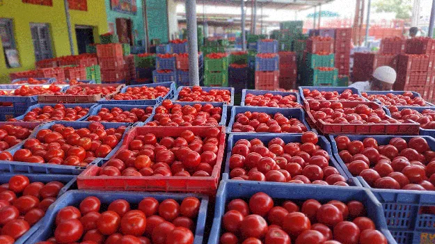 టమో‘ఠా’ 