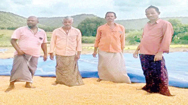 మొక్కజొన్న ధర పతనం