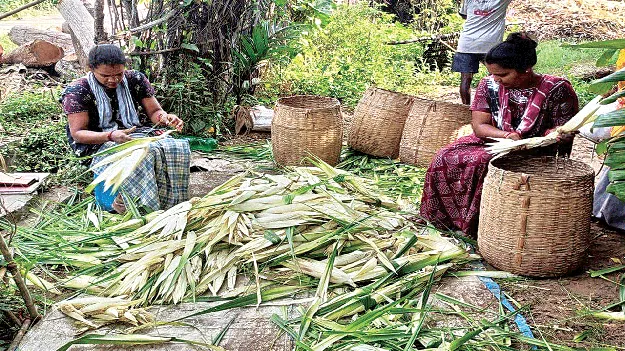 వికసించని మొగలి