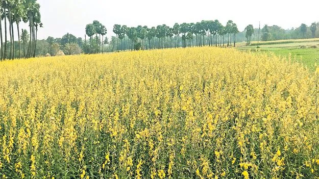 జనుము పూల సోయగం