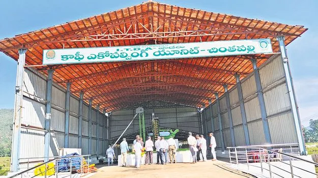 కాఫీ పండ్ల మార్కెటింగ్‌లో విఫలం