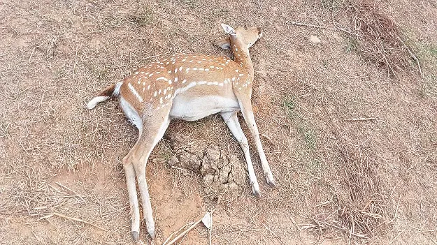 వన్యప్రాణులు విలవిల