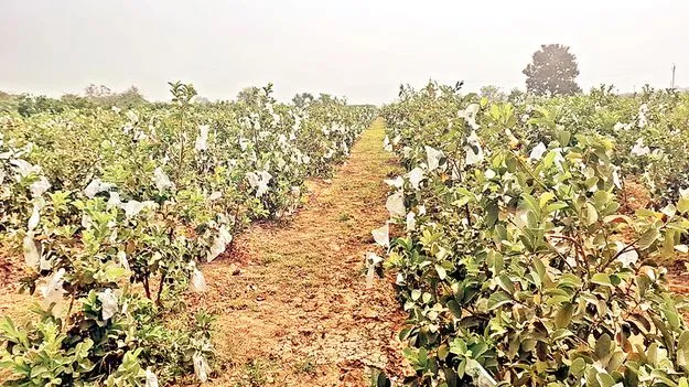    జామ.. అధరహో