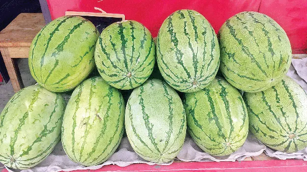 రైతుకు కలిసొచ్చిన పుచ్చ