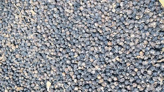 మిరియాలు కిలో రూ.700 