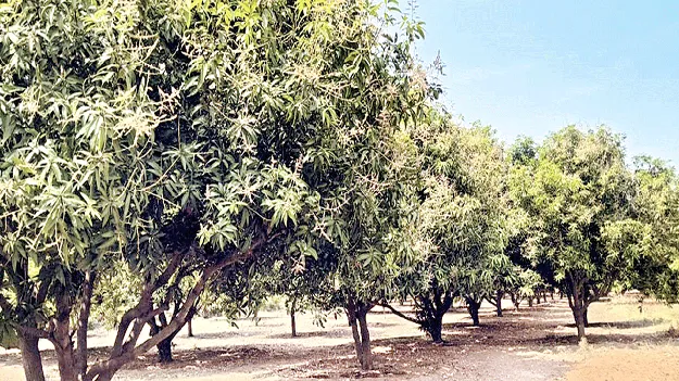 మామిడి రైతు విలవిల