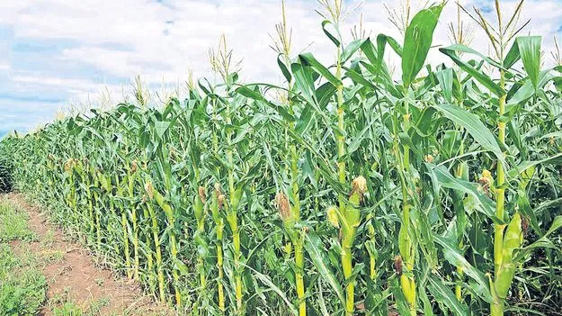 వేసవిలో మొక్కజొన్న సాగు లాభదాయకం