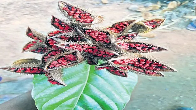 జాఫ్రాకు గరిష్ఠ ధర