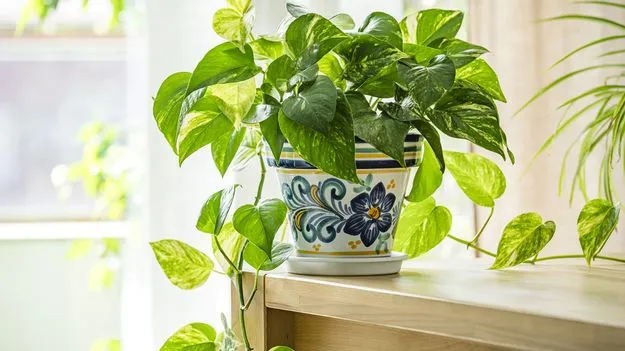 మనీ ప్లాంట్‌ ఏపుగా