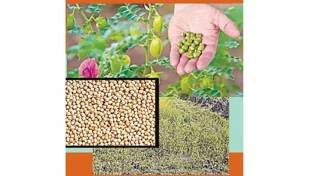 దిగుమతుల సునామీలో దేశీయ శనగ..!