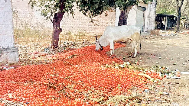 భారీగా పతనమైన టమోటా ధరలు