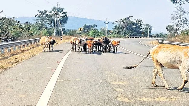 హైవేపై ప్రయాణమంటే టెన్షన్‌