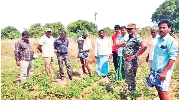 నర్సాయిపల్లిలో చిరుత కలకలం 