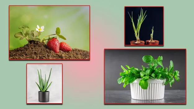 వీటికి విత్తనాలు లేవు..!