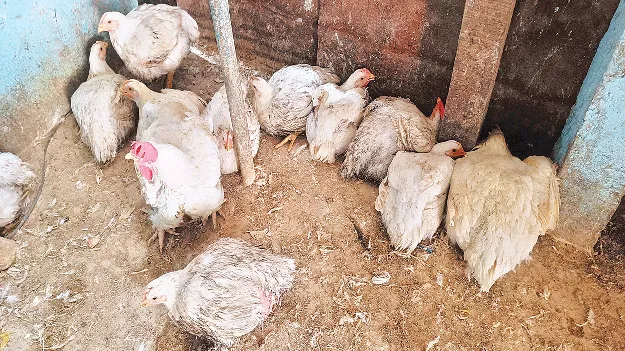  కొండెక్కిన కోడి  