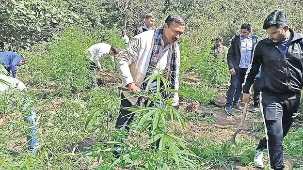 గంజాయి కట్టడికి సంయుక్త వ్యూహం