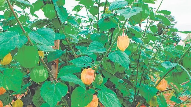 ఆంధ్ర కశ్మీర్‌ లంబసింగిలో గోల్డెన్‌ బెర్రీ 