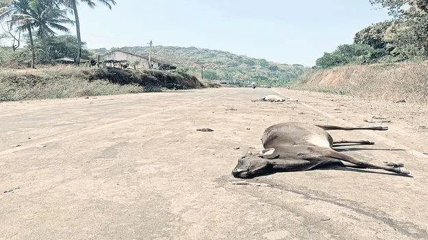 పశువులను ఢీకొన్న ద్విచక్ర వాహనాలు